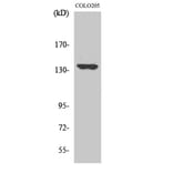 Western blot - MN1 Polyclonal Antibody from Signalway Antibody (41158) - Antibodies.com