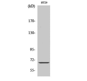 Western blot - ND5 Polyclonal Antibody from Signalway Antibody (41204) - Antibodies.com