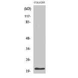 Western blot - p21 Polyclonal Antibody from Signalway Antibody (41297) - Antibodies.com