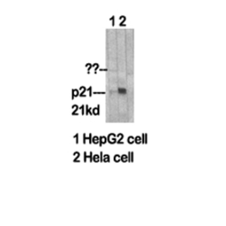 Western blot - p21 Polyclonal Antibody from Signalway Antibody (41297) - Antibodies.com