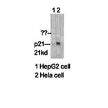 Western blot - p21 Polyclonal Antibody from Signalway Antibody (41297) - Antibodies.com