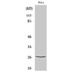 Western blot - p27 Polyclonal Antibody from Signalway Antibody (41300) - Antibodies.com