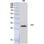 Western blot - p27 Polyclonal Antibody from Signalway Antibody (41300) - Antibodies.com