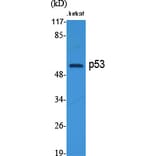 Western blot - p53 Polyclonal Antibody from Signalway Antibody (41309) - Antibodies.com
