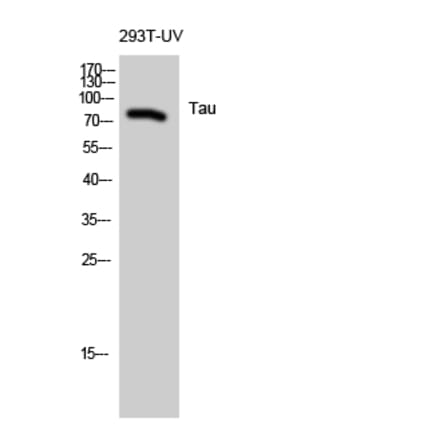 Western blot - Tau Polyclonal Antibody from Signalway Antibody (41479) - Antibodies.com