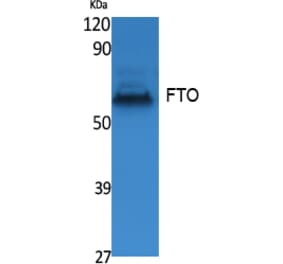 Western blot - FTO Polyclonal Antibody from Signalway Antibody (41548) - Antibodies.com