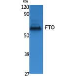 Western blot - FTO Polyclonal Antibody from Signalway Antibody (41548) - Antibodies.com