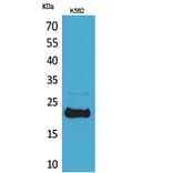 Western blot - LIF Polyclonal Antibody from Signalway Antibody (41551) - Antibodies.com