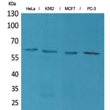 Western blot - p63 Polyclonal Antibody from Signalway Antibody (41592) - Antibodies.com