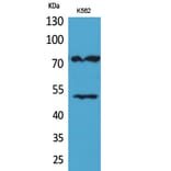 Western blot - HDC Polyclonal Antibody from Signalway Antibody (41633) - Antibodies.com