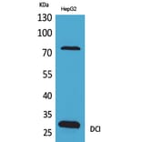 Western blot - DCI Polyclonal Antibody from Signalway Antibody (41637) - Antibodies.com