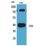 Western blot - CD2 Polyclonal Antibody from Signalway Antibody (41648) - Antibodies.com