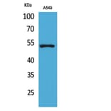 Western blot - p53 Polyclonal Antibody from Signalway Antibody (41734) - Antibodies.com