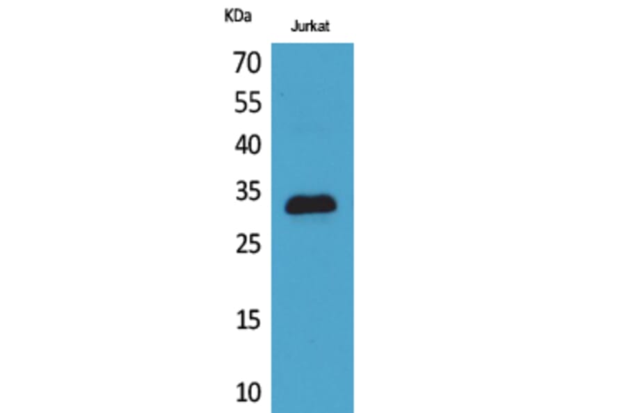 Western blot - p57 Polyclonal Antibody from Signalway Antibody (41735) - Antibodies.com