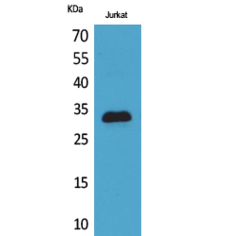 Western blot - p57 Polyclonal Antibody from Signalway Antibody (41735) - Antibodies.com