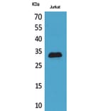Western blot - p57 Polyclonal Antibody from Signalway Antibody (41735) - Antibodies.com