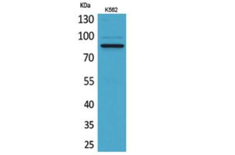 Western blot - MPO Polyclonal Antibody from Signalway Antibody (41742) - Antibodies.com