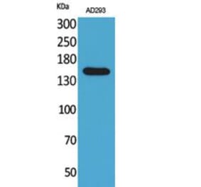 Western blot - NTE Polyclonal Antibody from Signalway Antibody (41751) - Antibodies.com