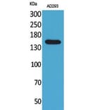 Western blot - NTE Polyclonal Antibody from Signalway Antibody (41751) - Antibodies.com