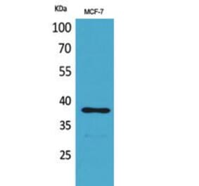 Western blot - TPO Polyclonal Antibody from Signalway Antibody (41798) - Antibodies.com