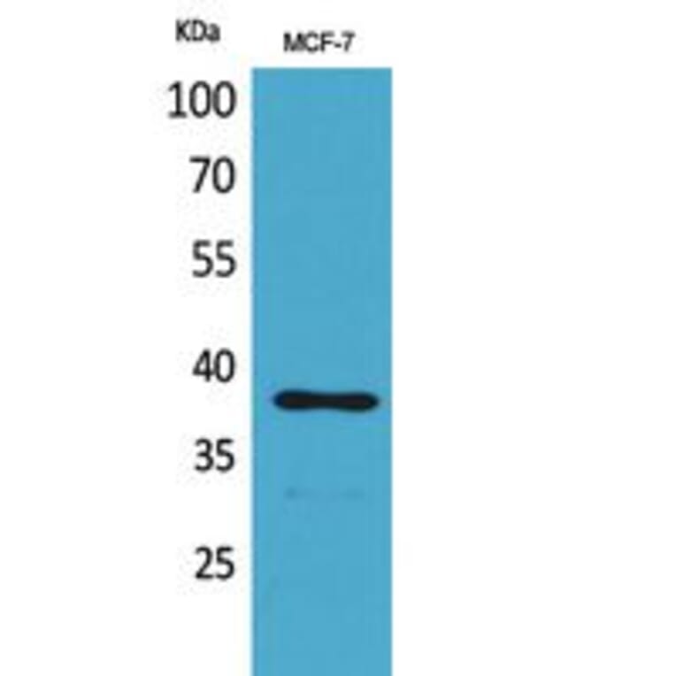 Western blot - TPO Polyclonal Antibody from Signalway Antibody (41798) - Antibodies.com