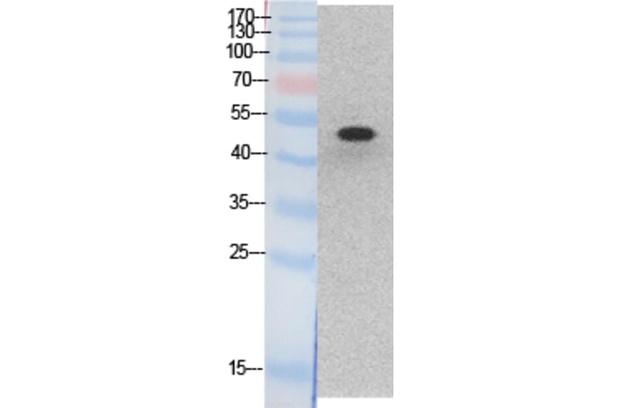 Western blot - p53 Polyclonal Antibody from Signalway Antibody (41875) - Antibodies.com