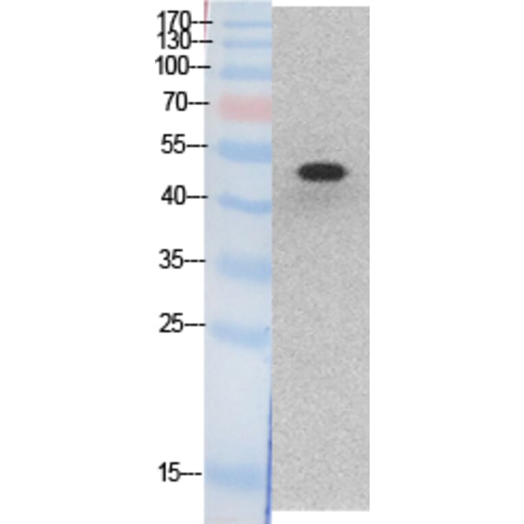 Western blot - p53 Polyclonal Antibody from Signalway Antibody (41875) - Antibodies.com