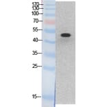 Western blot - p53 Polyclonal Antibody from Signalway Antibody (41875) - Antibodies.com