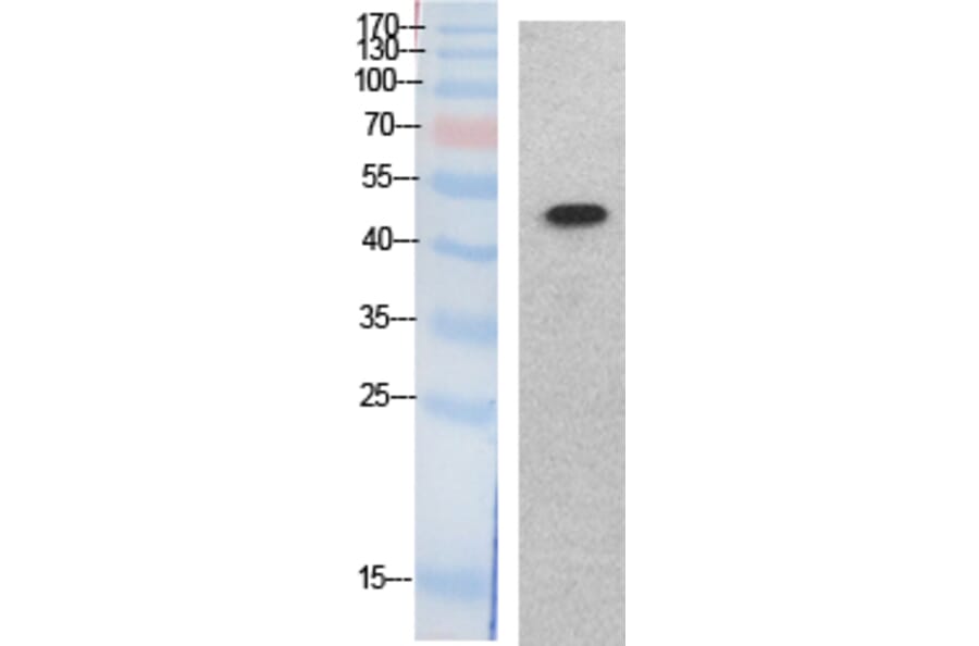 Western blot - p53 Polyclonal Antibody from Signalway Antibody (41876) - Antibodies.com