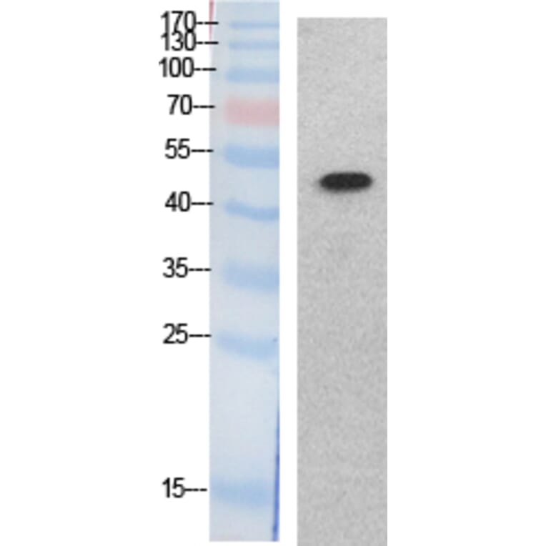 Western blot - p53 Polyclonal Antibody from Signalway Antibody (41876) - Antibodies.com