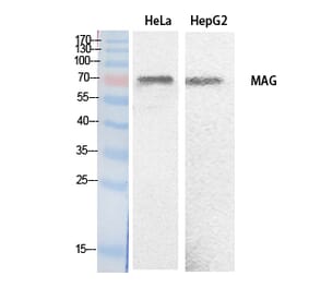 Western blot - MAG Polyclonal Antibody from Signalway Antibody (41887) - Antibodies.com