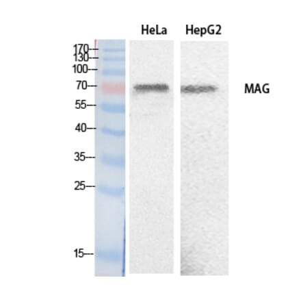 Western blot - MAG Polyclonal Antibody from Signalway Antibody (41887) - Antibodies.com