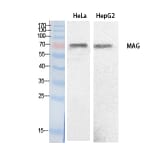 Western blot - MAG Polyclonal Antibody from Signalway Antibody (41887) - Antibodies.com