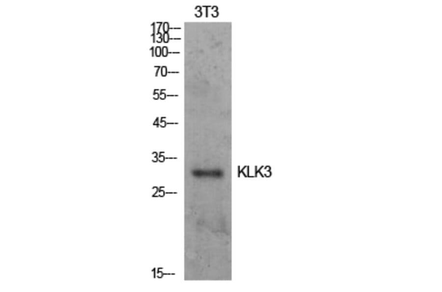 Western blot - PSA Polyclonal Antibody from Signalway Antibody (41917) - Antibodies.com