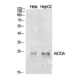 Western blot - AID Polyclonal Antibody from Signalway Antibody (41932) - Antibodies.com