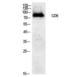 Western blot - CD6 Polyclonal Antibody from Signalway Antibody (41943) - Antibodies.com