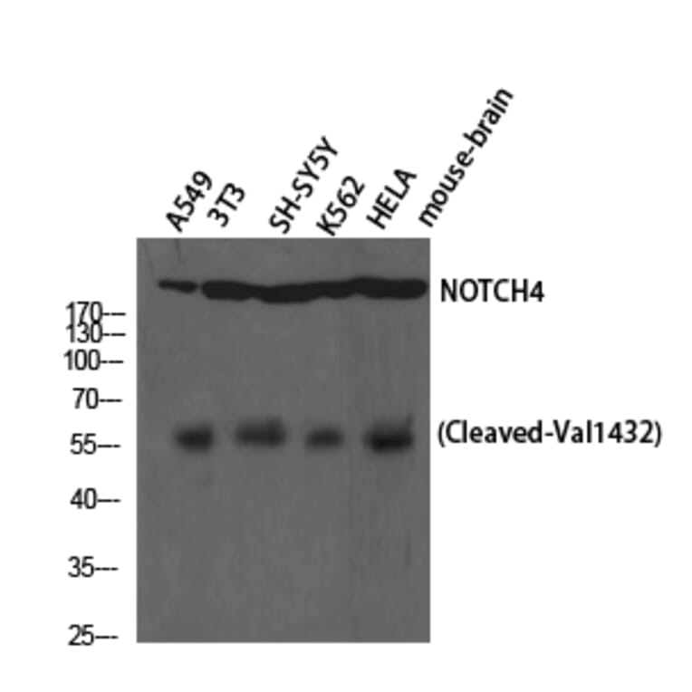 Western blot - Cleaved-Notch 4 (V1432) Polyclonal Antibody from Signalway Antibody (40518) - Antibodies.com