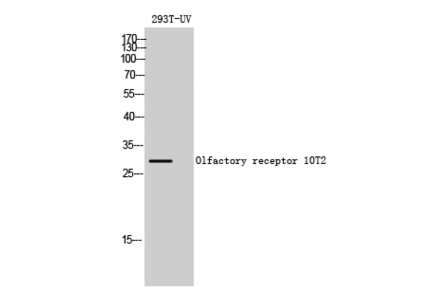 Western blot - Olfactory receptor 10T2 Polyclonal Antibody from Signalway Antibody (41265) - Antibodies.com