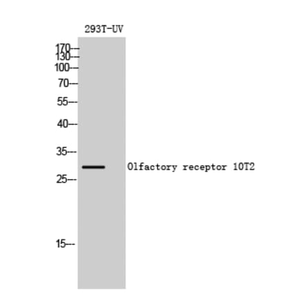 Western blot - Olfactory receptor 10T2 Polyclonal Antibody from Signalway Antibody (41265) - Antibodies.com