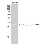 Western blot - Olfactory receptor 10T2 Polyclonal Antibody from Signalway Antibody (41265) - Antibodies.com