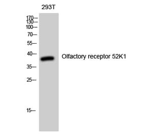 Western blot - Olfactory receptor 52K1 Polyclonal Antibody from Signalway Antibody (41279) - Antibodies.com