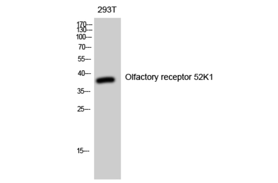 Western blot - Olfactory receptor 52K1 Polyclonal Antibody from Signalway Antibody (41279) - Antibodies.com