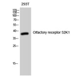 Western blot - Olfactory receptor 52K1 Polyclonal Antibody from Signalway Antibody (41279) - Antibodies.com