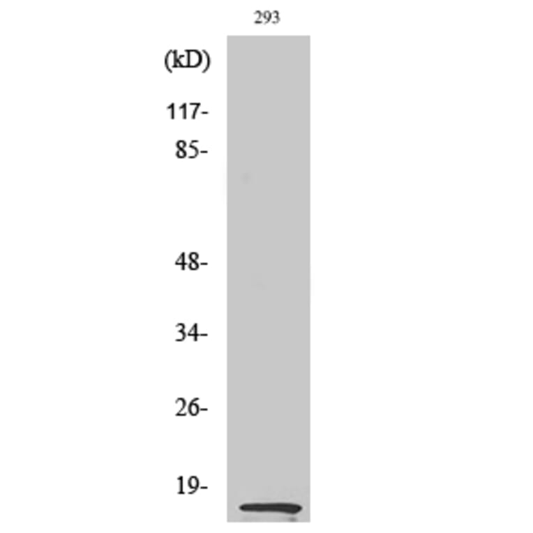 Western blot - MK Polyclonal Antibody from Signalway Antibody (41146) - Antibodies.com