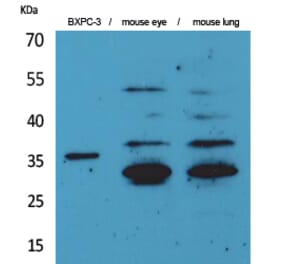 Western blot - TF Polyclonal Antibody from Signalway Antibody (41603) - Antibodies.com
