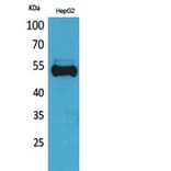Western blot - Ub Polyclonal Antibody from Signalway Antibody (41812) - Antibodies.com