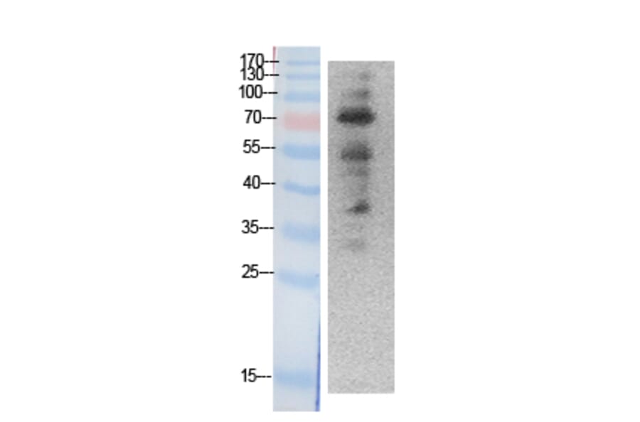 Western blot - Ub Polyclonal Antibody from Signalway Antibody (41869) - Antibodies.com