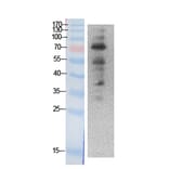 Western blot - Ub Polyclonal Antibody from Signalway Antibody (41869) - Antibodies.com