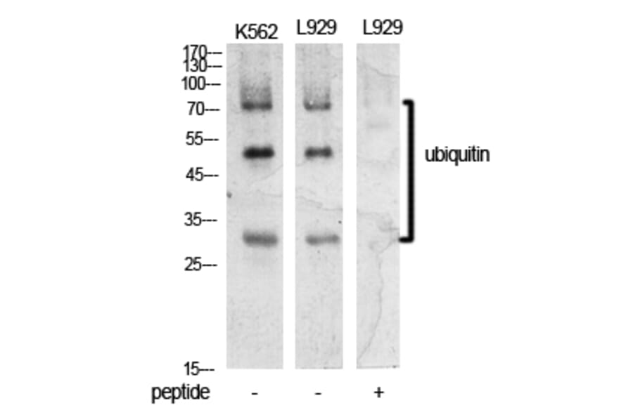 Western blot - Ub Polyclonal Antibody from Signalway Antibody (41907) - Antibodies.com