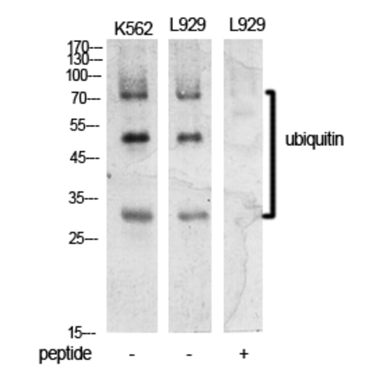 Western blot - Ub Polyclonal Antibody from Signalway Antibody (41907) - Antibodies.com